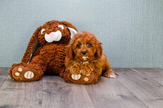 Happy Cavapoo Baby