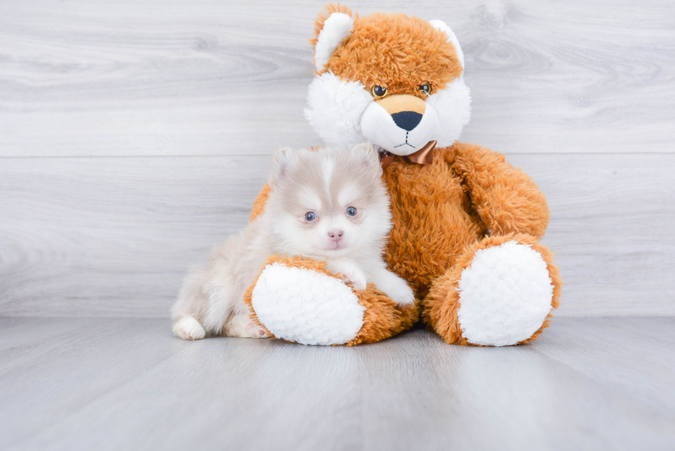 Best Pomsky Baby