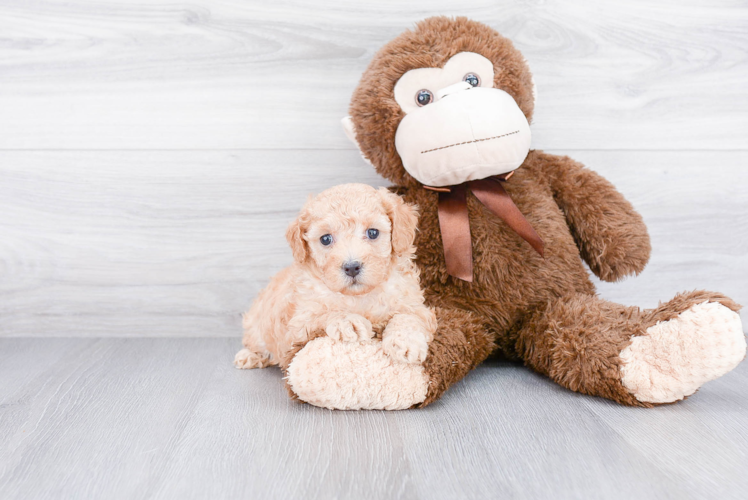Friendly Cavapoo Baby
