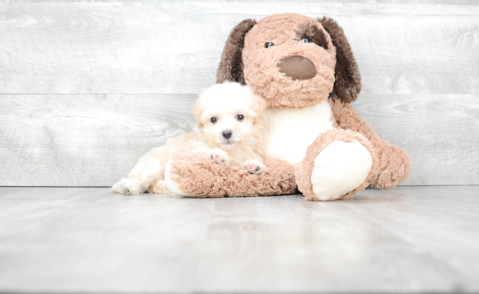 Maltipoo Puppy for Adoption