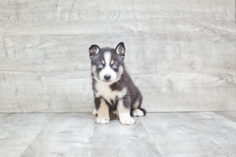 Best Pomsky Baby