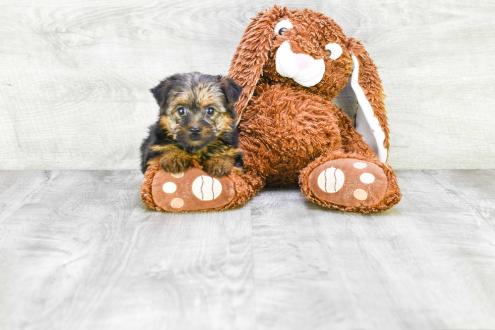 Meet Goldie - our Yorkshire Terrier Puppy Photo 