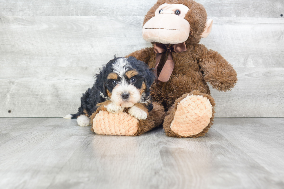 Small Mini Bernedoodle Baby