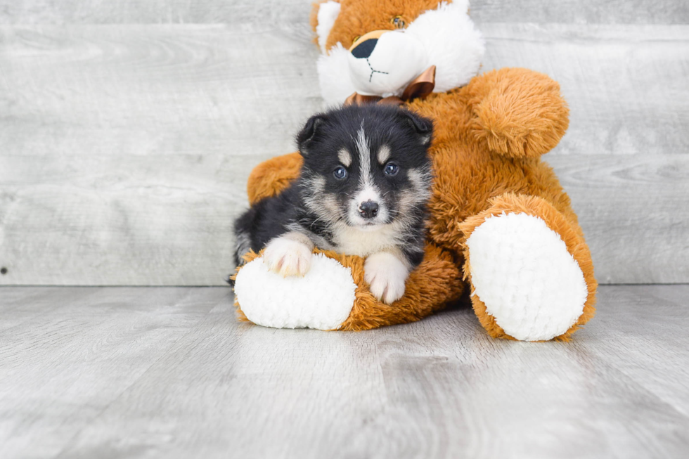 Little Mini Husky Designer Puppy