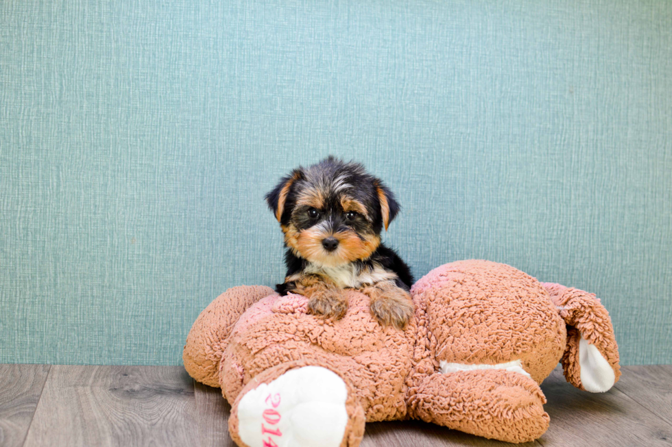 Meet Roscoe - our Yorkshire Terrier Puppy Photo 