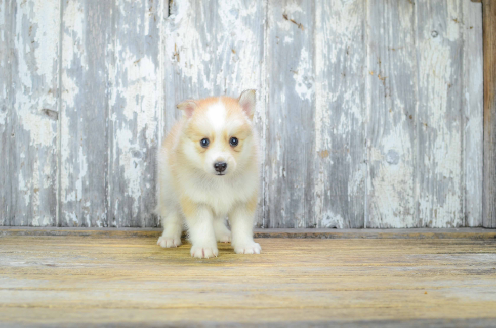 Best Pomsky Baby