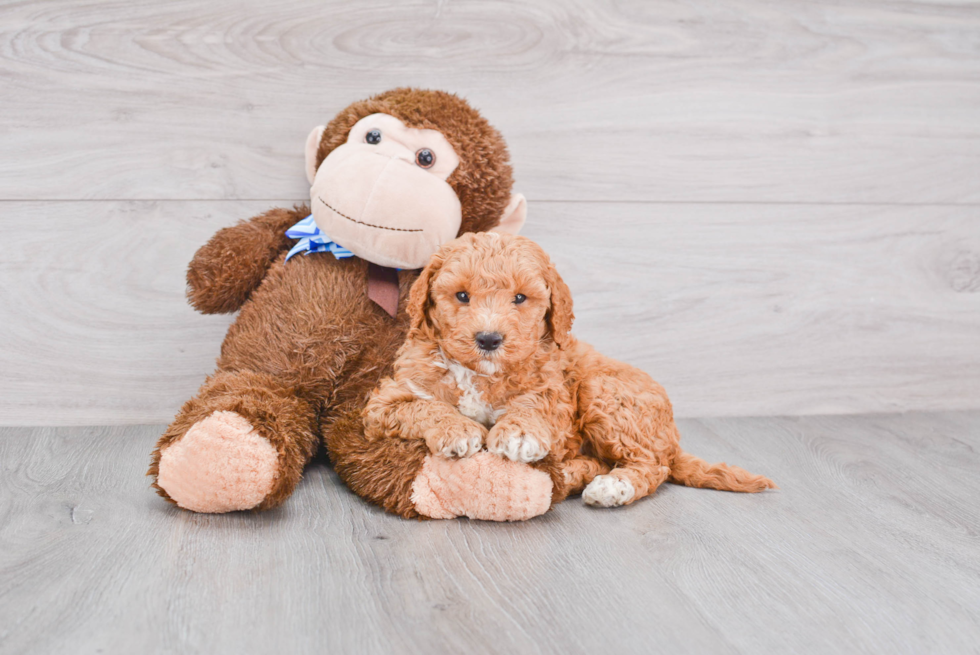 Cute Mini Goldendoodle Baby