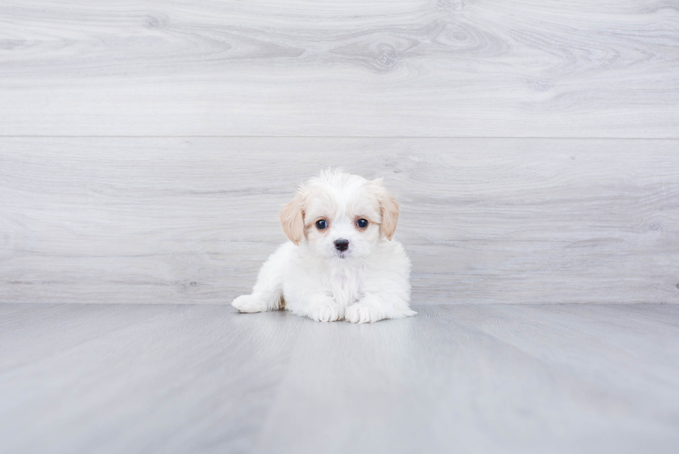 Cavachon Pup Being Cute