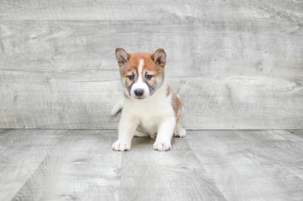 Cute Shiba Inu Mix Pup