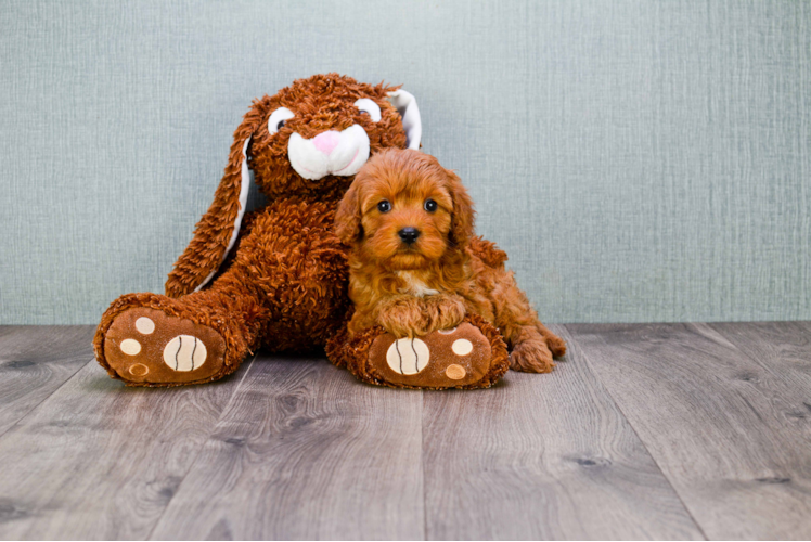 Energetic Cavoodle Poodle Mix Puppy