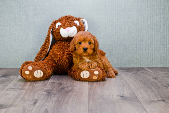 Energetic Cavoodle Poodle Mix Puppy