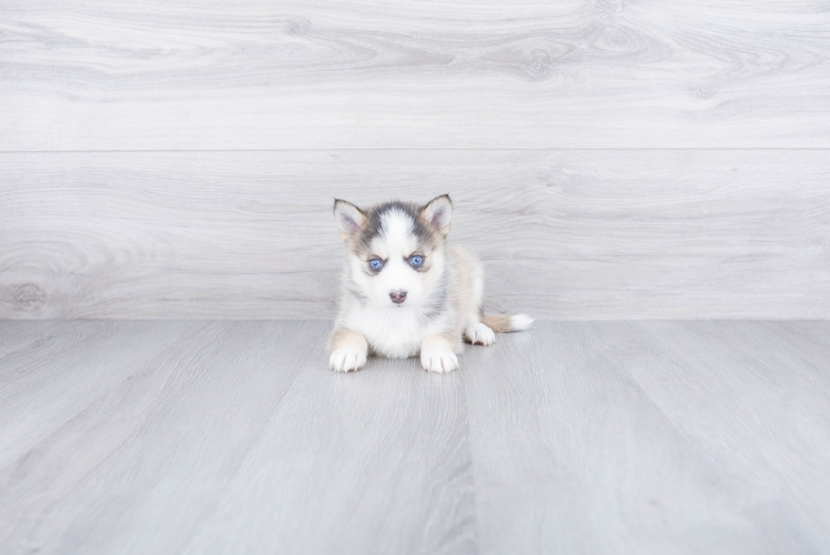 Friendly Pomsky Baby