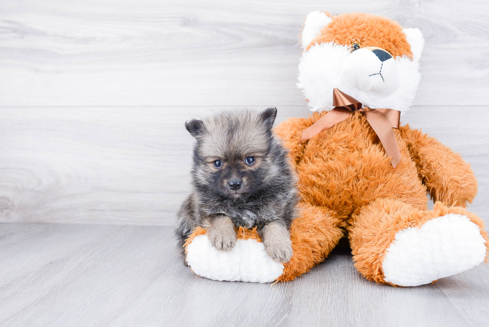 Adorable Pomeranian Purebred Puppy