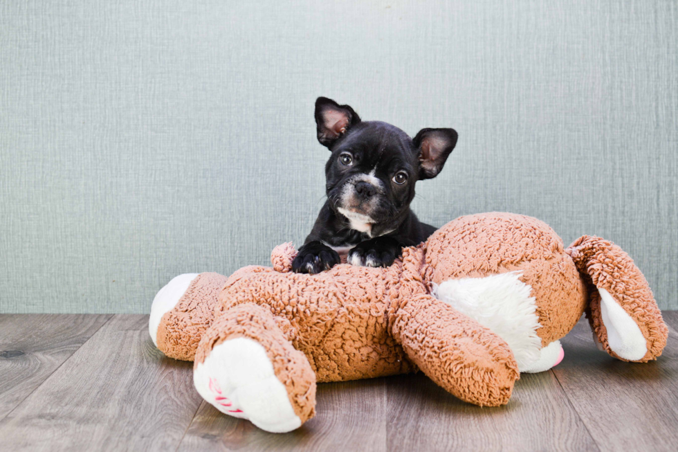 Adorable Frenchie Purebred Puppy