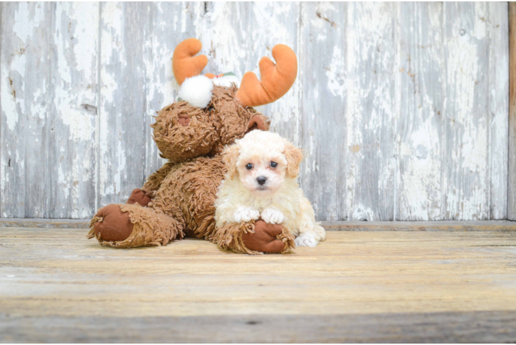 Little Poodle Purebred Pup