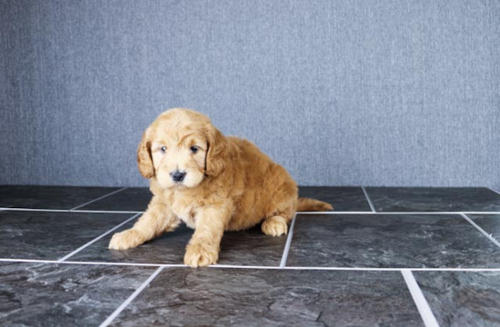 Playful Golden Retriever Poodle Mix Puppy