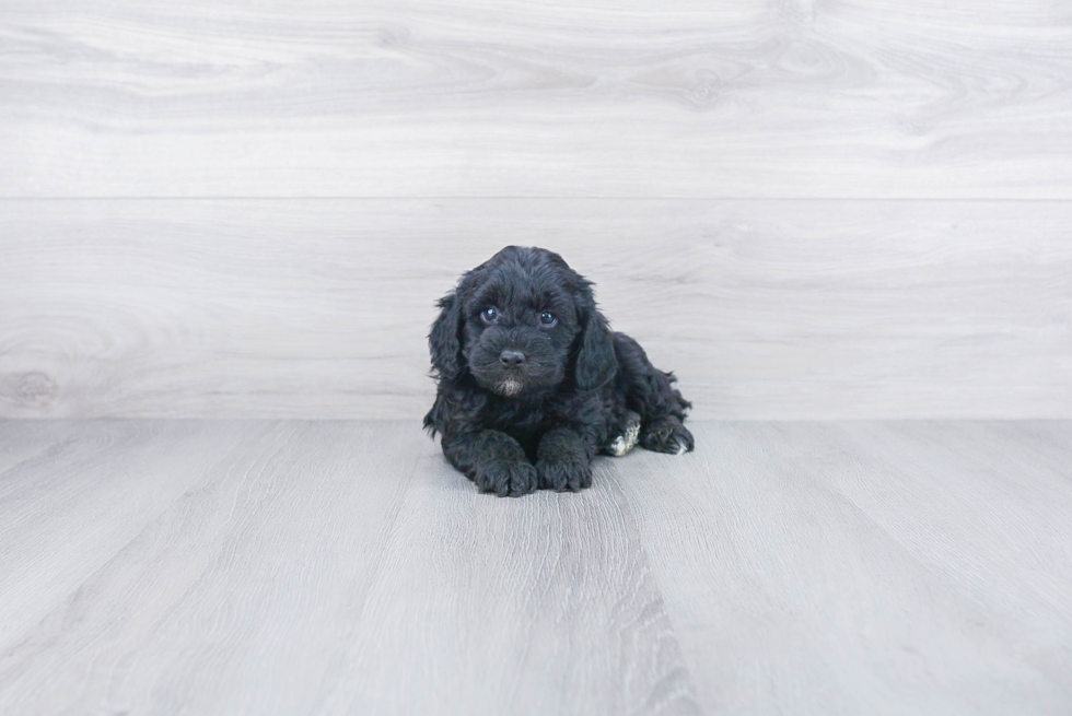 Fluffy Cockapoo Poodle Mix Pup