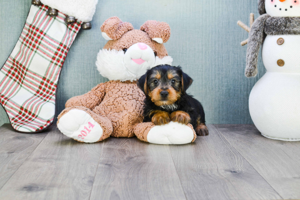 Meet Snickers - our Yorkshire Terrier Puppy Photo 