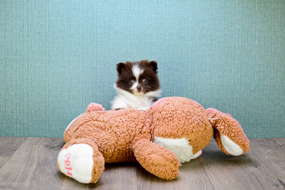 Happy Pomeranian Purebred Puppy