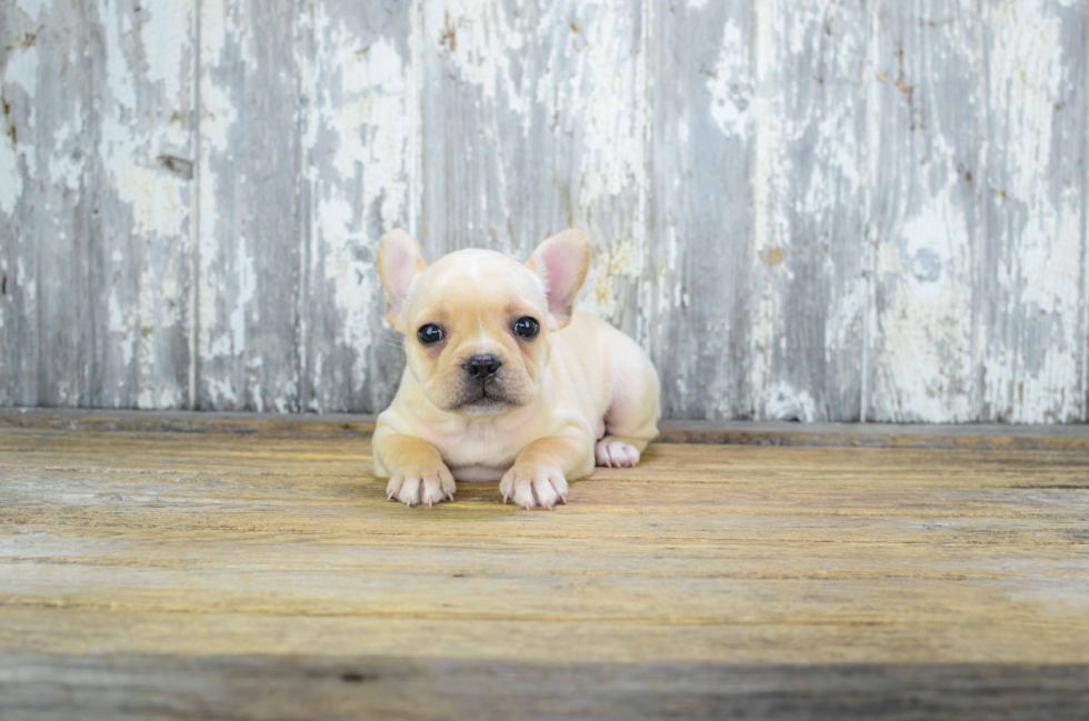 Best French Bulldog Baby