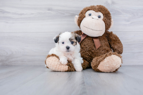 Adorable Shichon Designer Puppy