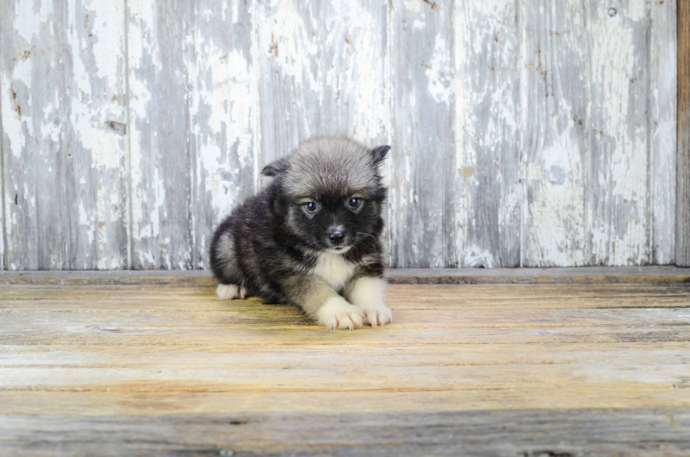 Smart Pomsky Designer Pup