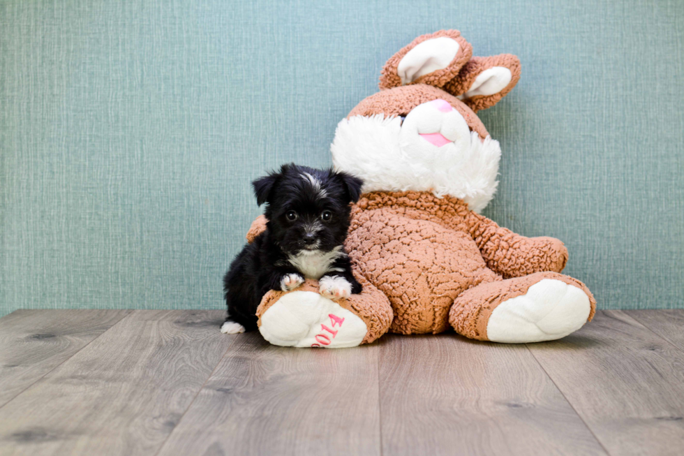 Morkie Pup Being Cute