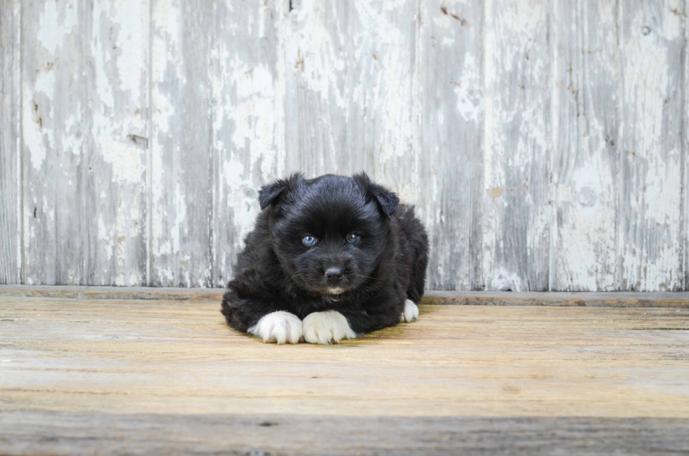 Pomsky Pup Being Cute