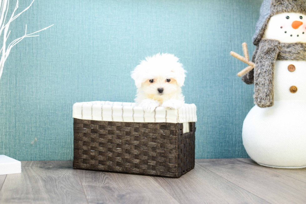 Cute Maltese Purebred Puppy