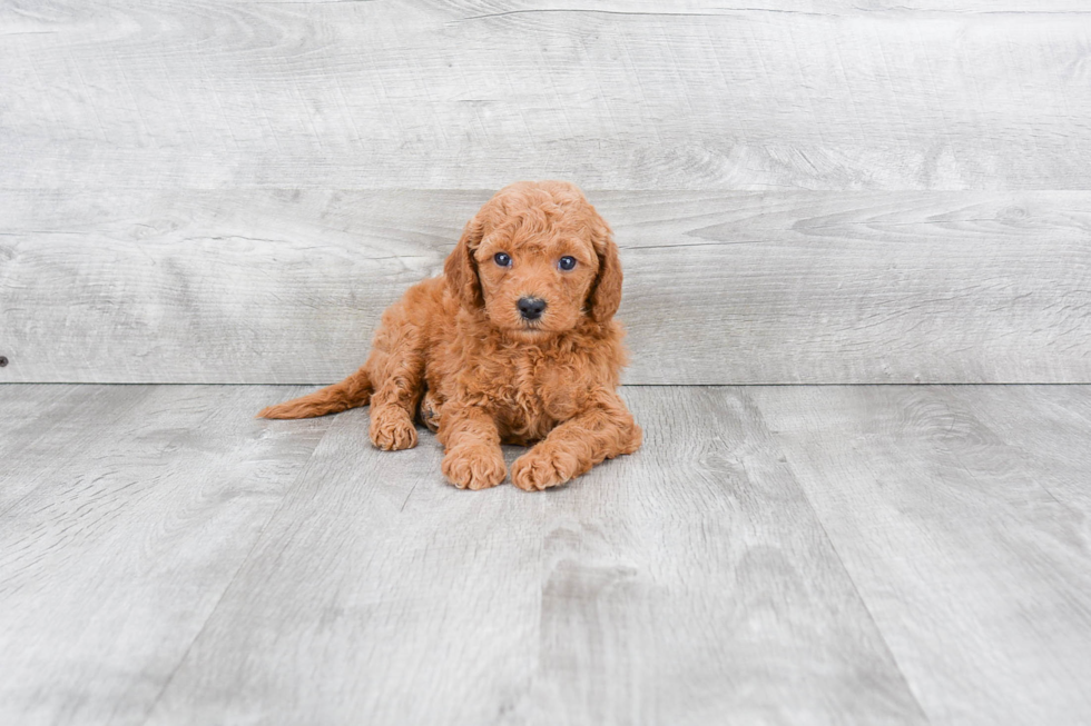 Mini Goldendoodle Puppy for Adoption