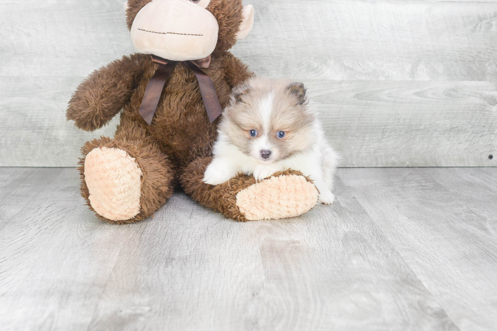 Smart Pomeranian Purebred Puppy