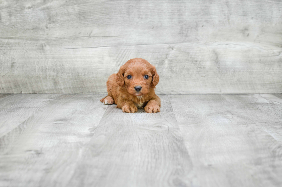 Fluffy Cavapoo Poodle Mix Pup