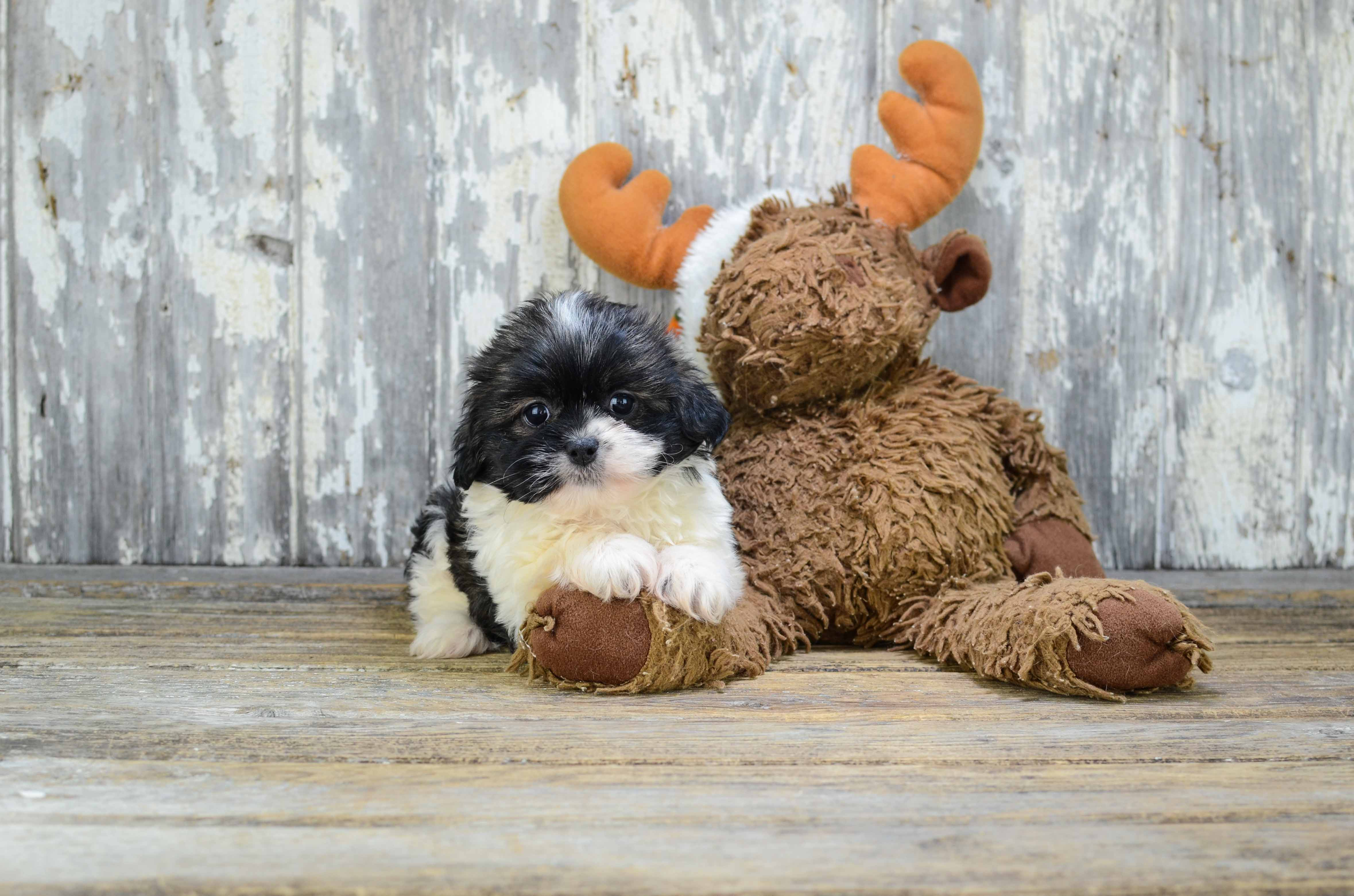 Hypoallergenic Shitzu Designer Puppy