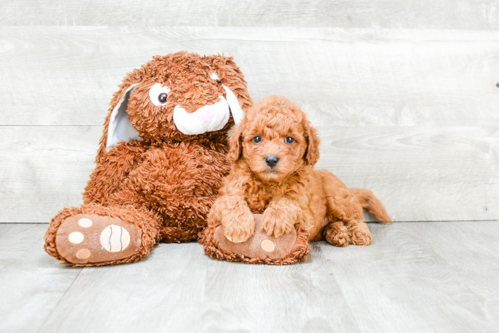 Mini Goldendoodle Pup Being Cute