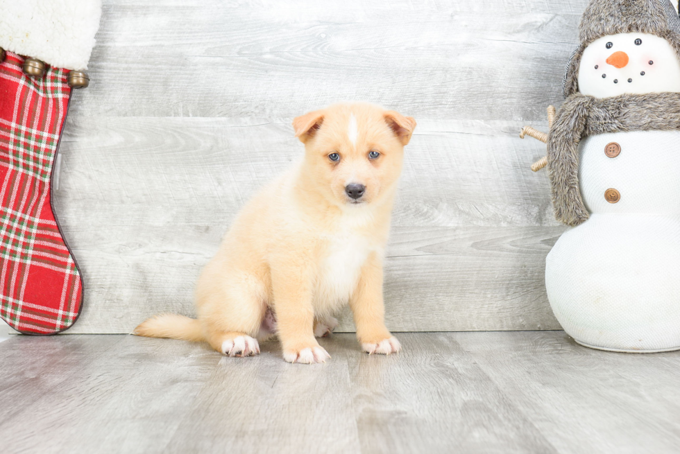 Best Pomsky Baby