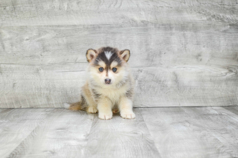 Adorable Mini Husky Designer Puppy