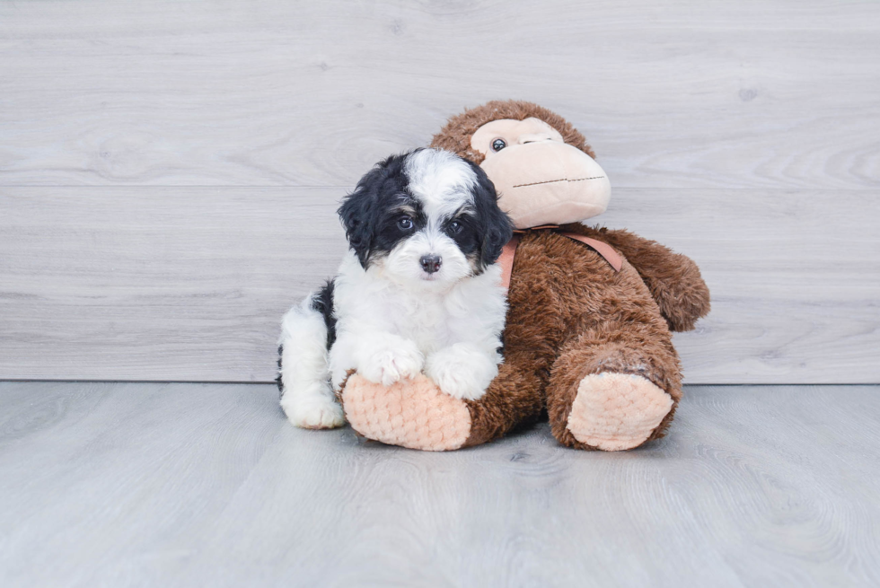 Little Mini Berniedoodle Poodle Mix Puppy