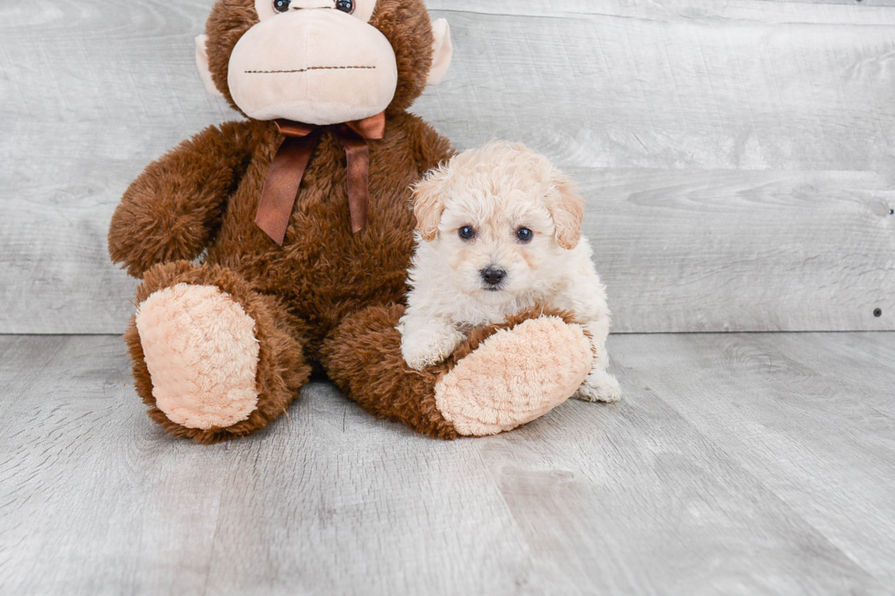 Happy Maltipoo Baby