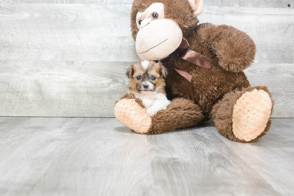 Fluffy Teddy Bear Designer Pup