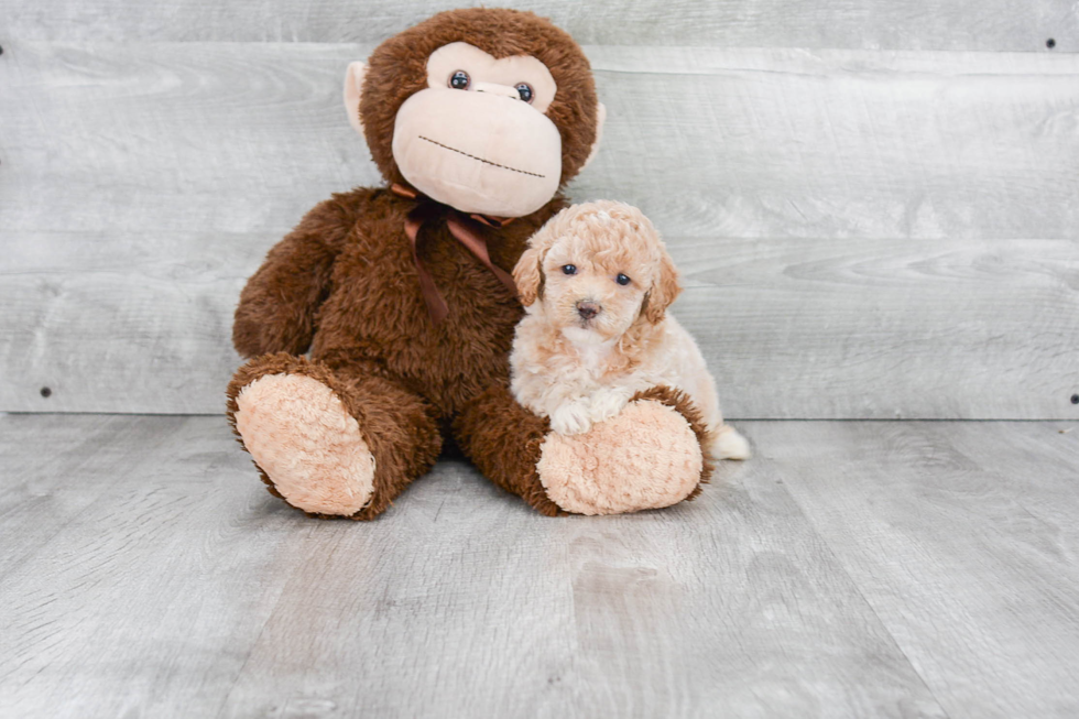 Hypoallergenic Maltepoo Poodle Mix Puppy