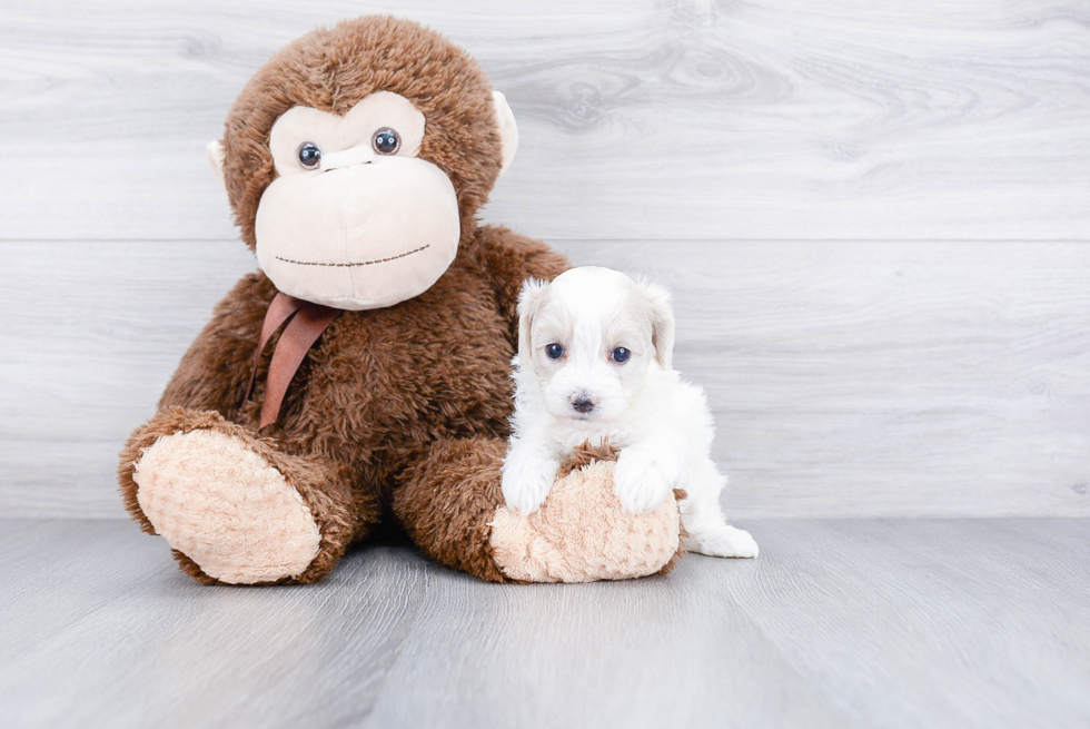 Maltipoo Pup Being Cute