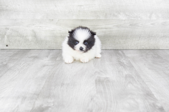 Pomeranian Pup Being Cute