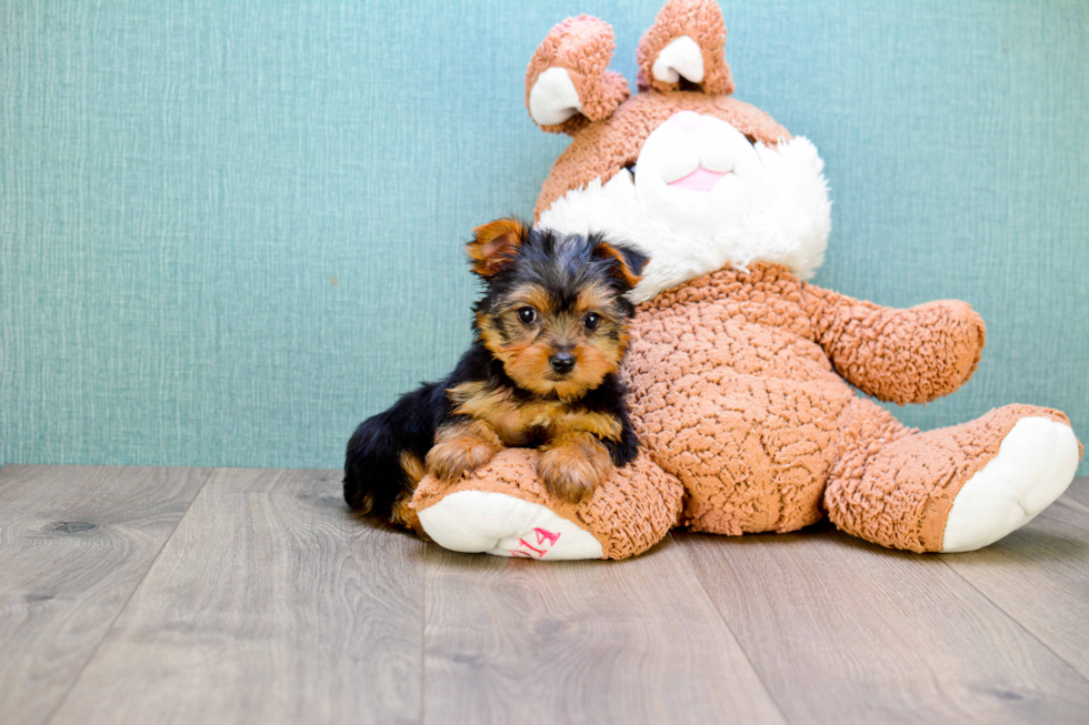 Meet Timmy - our Yorkshire Terrier Puppy Photo 