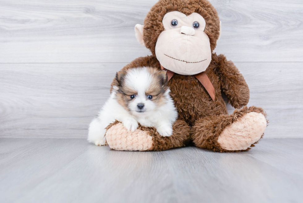 Smart Pomeranian Purebred Puppy