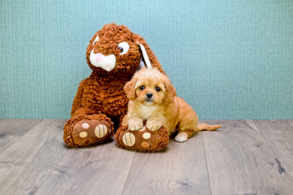 Happy Cavapoo Baby