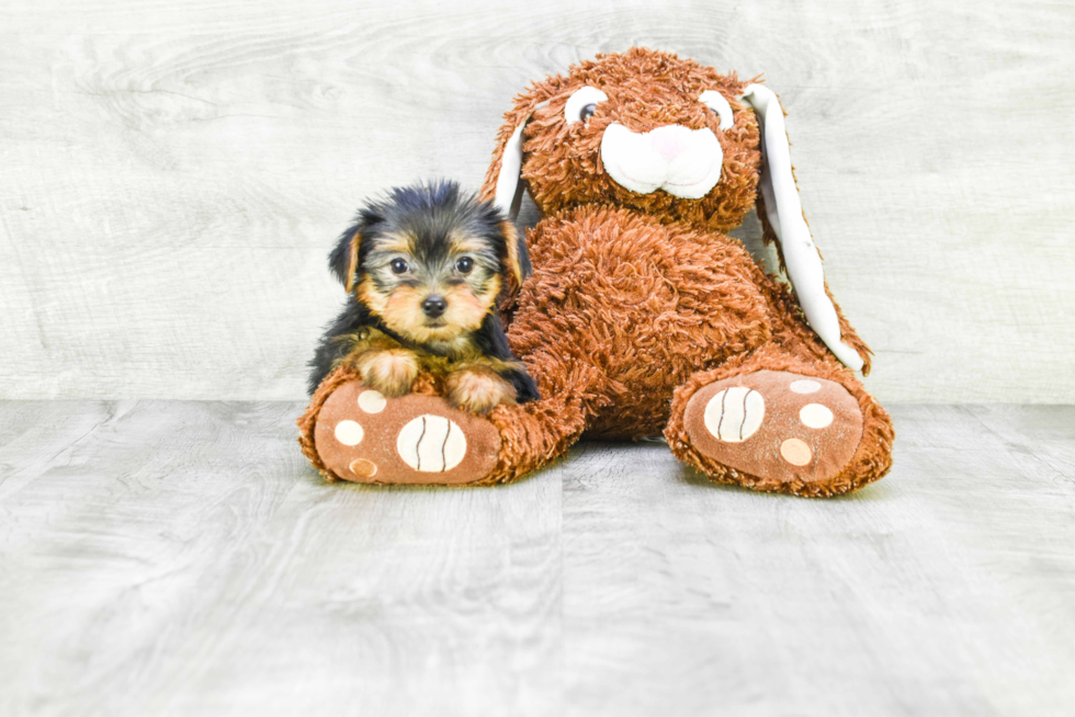 Meet Fiona - our Yorkshire Terrier Puppy Photo 