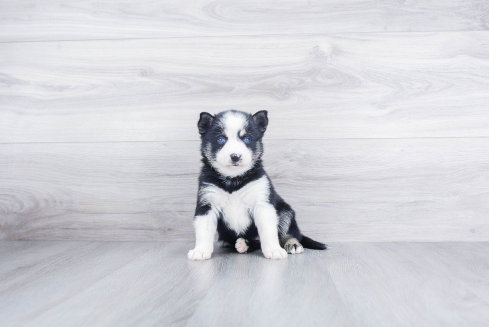 Energetic Mini Husky Designer Puppy