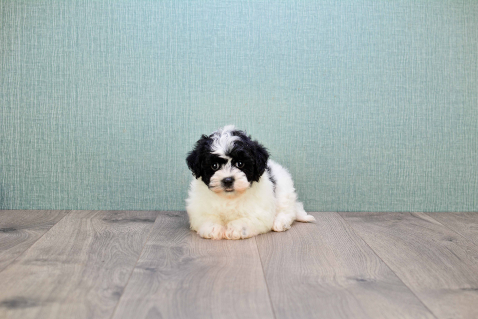 Havanese Puppy for Adoption