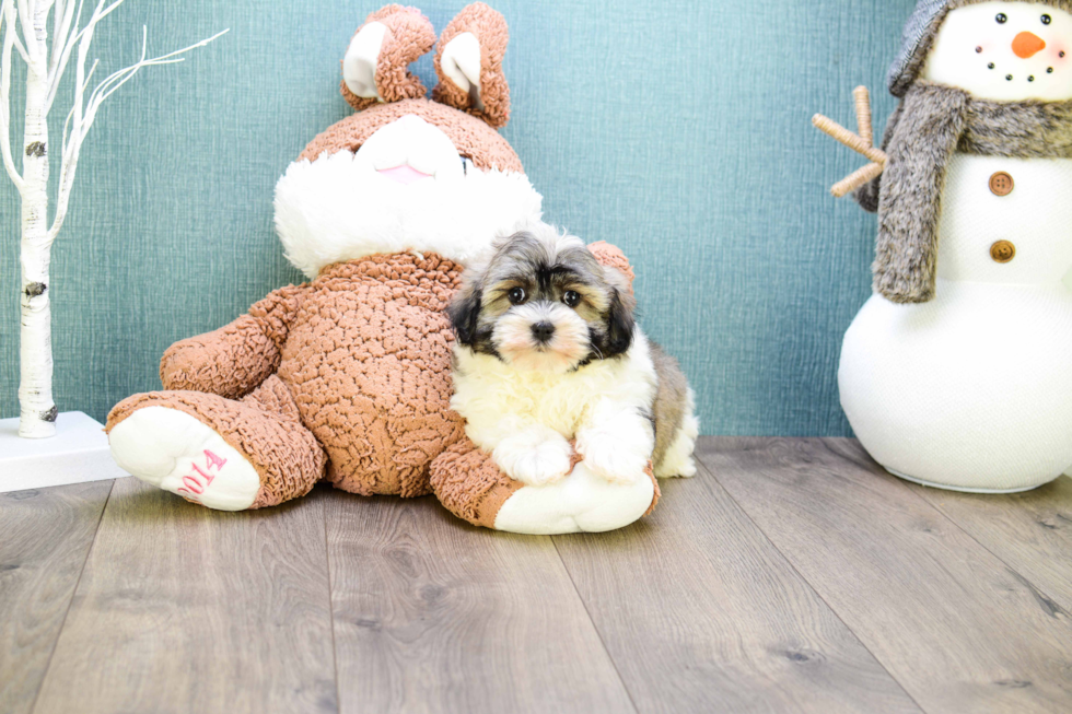 Little Havanese Purebred Pup