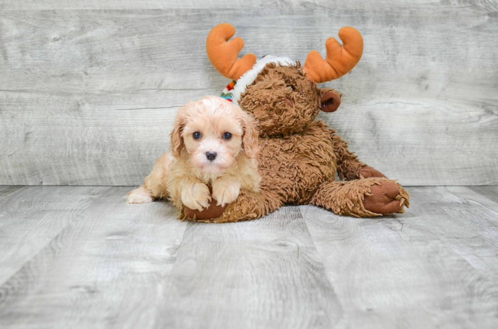 Hypoallergenic Cavoodle Poodle Mix Puppy